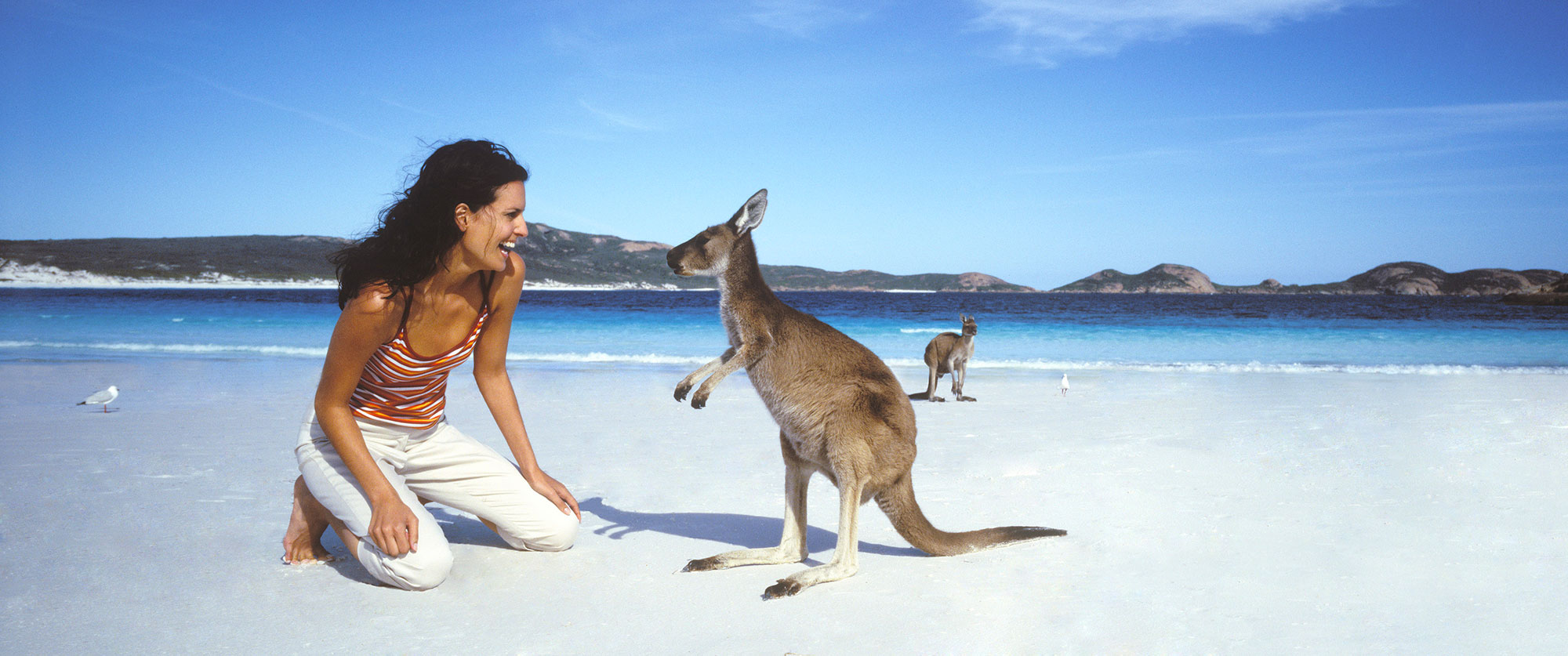 Kangaroo on Lucky Bay