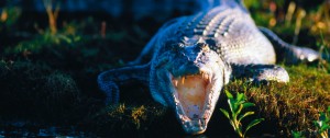 Saltwater Crocodile in the Northern Territory